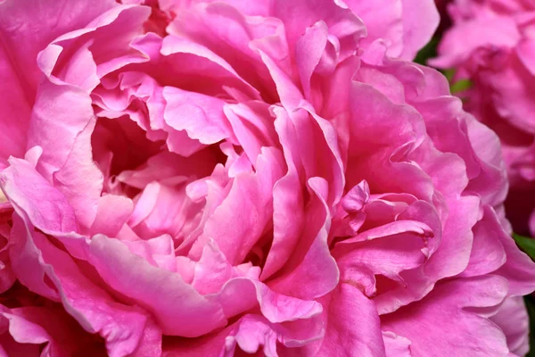 Petali viola di splendido fiore di peonia in fiore — Foto Stock