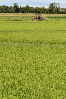 pirinç alan ile eski traktör Besate, İtalya
