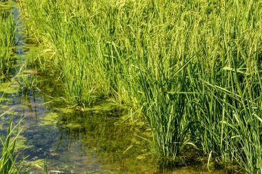 bitkiler pirinç ve su seviyesi sular altında alan Besate, İtalya
