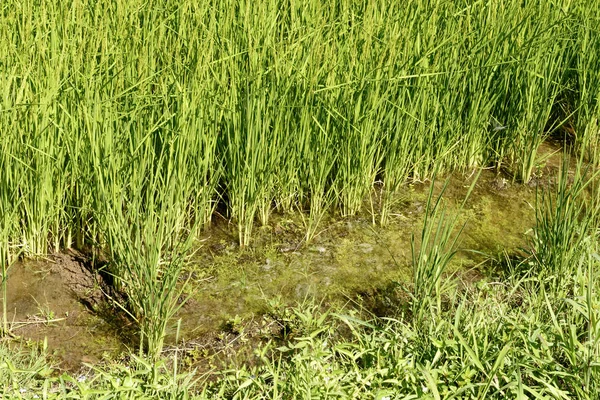 Überflutetes Reisfeld bei Besate, Italien — Stockfoto