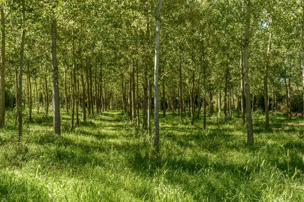 Álamos de madera cerca de Motta Visconti, Italia —  Fotos de Stock