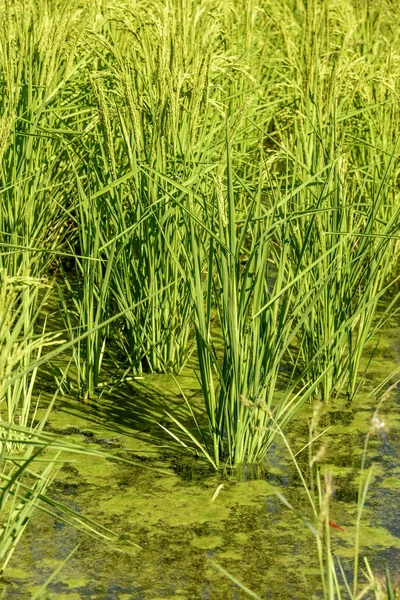 Impianto di riso in un campo allagato vicino a Besate — Foto Stock