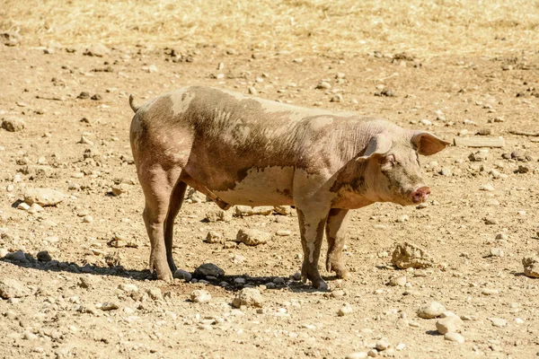 泥豚、汚れを地面、イタリア — ストック写真