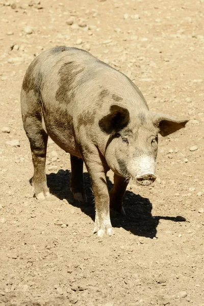 Ελεύθερης βοσκής λασπωμένο γουρούνι στο χώμα του εδάφους, Ιταλία — Φωτογραφία Αρχείου