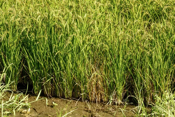 Oryza-Rispen und Pflanzen im Wasser auf einem überfluteten Feld bei Besate, — Stockfoto