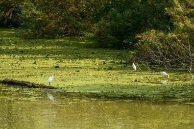 Leylekgiller kuşlarda Mincio nehir, Ma kıyıya yakın yeşil mudflat