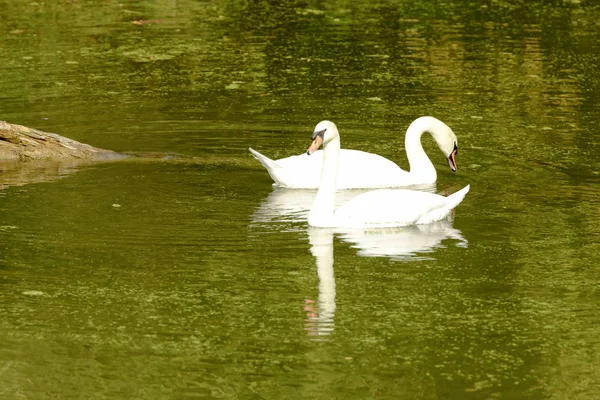 Paar Schwäne schwimmen im Fluss Mincio, Mantua, Italien — Stockfoto