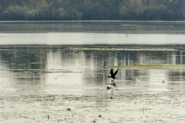 Bataklık Mincio Gölü, Mantua, İtalya'dan havalandığını cormoran