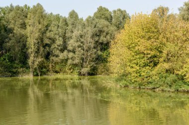 Mincio river, Mantua, İtalya, sahilinde kalın bitki örtüsü