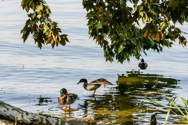 Patos en la orilla del lago, Mantua, Italia — Foto de Stock