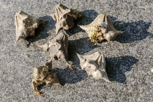 Water caltrops, Mantua, Italy — Stock Photo, Image