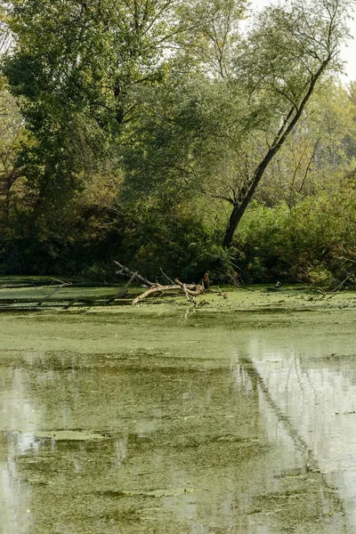 Groene moeras en vegetatie op de oevers van rivier de Mincio, Mantua, ik — Stockfoto