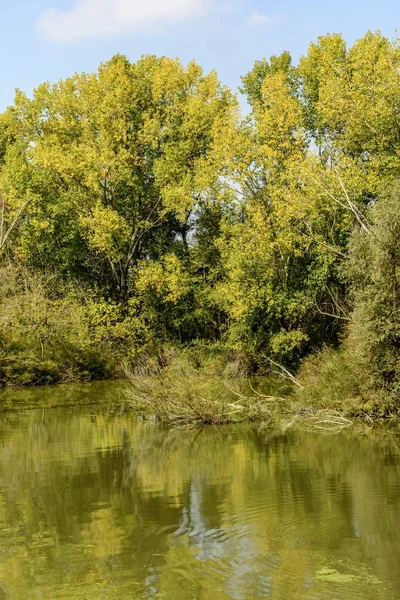 Vegetatie tinten groen op de oevers van rivier de Mincio, Mantua, het — Stockfoto