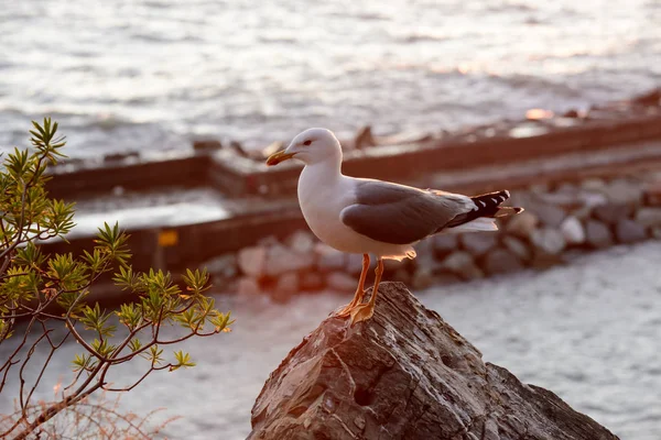 Seagull at rest on rocks, Camogli, Italy — Stock Photo, Image