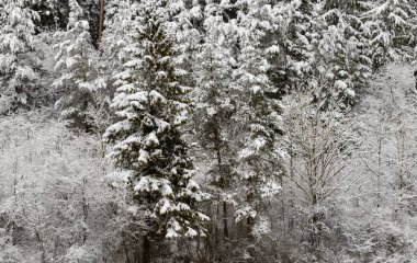 Engen yakınlarındaki kırsal orman ağaçlarında kar, Almanya