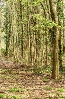 Bahar ağaçlara doğa oasis, Iseo, İtalya