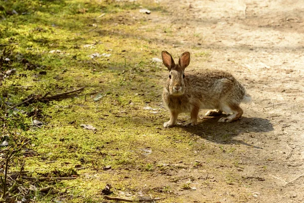 Rabbit at nature oasis lagoon, Iseo, Italy — Stock Photo, Image