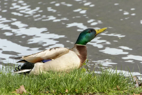 自然绿洲的雄性野鸭, 伊塞奥, 意大利 — 图库照片