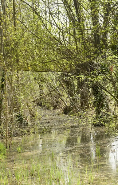 Struikachtige vegetatie en opstuwing bij natuur oasis, Iseo, Italië — Stockfoto