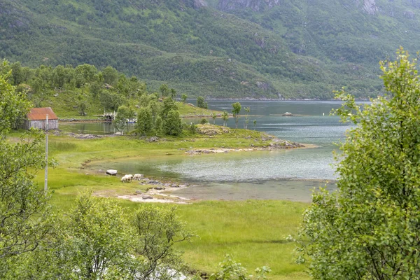 Wypas owiec na zielonym wlocie, Tengelfjorden, Norwegia — Zdjęcie stockowe