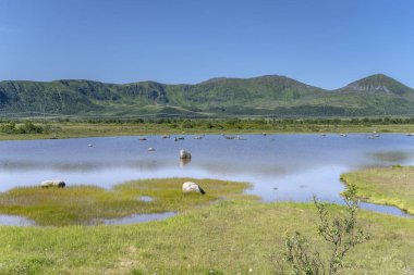 Sellevollvalan 'daki fiyort kıyısındaki yeşil bataklıktaki kayalar, 