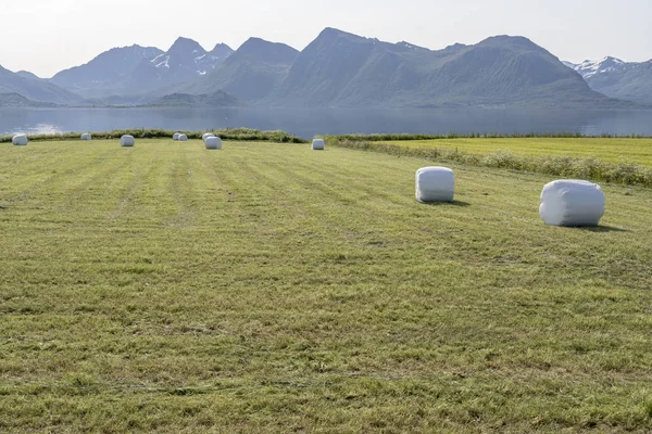 Haystacks in meadows on fjord coast, near Gjerstad, Norway — Stock Photo, Image
