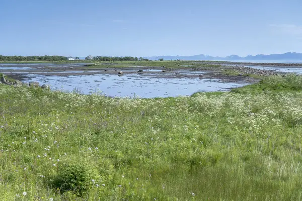 Цвітучі квіти на зеленому болоті на фіорді узбережжя Селлевольлвалу. — стокове фото