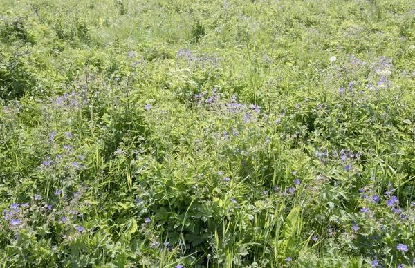 Blossoming violet wildflowers in field near shore at Skarstein, — Stock Photo, Image