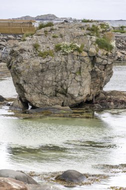 Limanda, Eggum 'da, Lofoten' de, Norveç 'te,