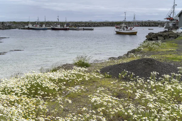 항구,에 그 검, 노르웨이 의루 푸 텐 에서 꽃피는 데이지 꽃 — 스톡 사진