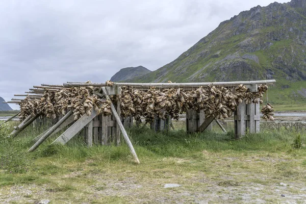 wooden rack with dried cod heads, near Ramberg,  Lofoten, Norway