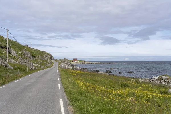 Kustväg med blomstrande vägkanten, nära Myrland, Lofoten, — Stockfoto