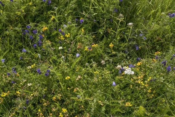 Bright texture of blossoming wildflowers, Ballstad, Lofoten, Nor — Stock Photo, Image