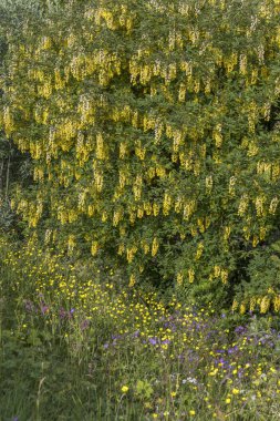 Leknes, Lofoten yakınlarında çiçek açan sarı kır çiçeklerinin parlak dokusu