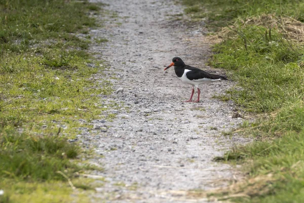 Ostronfångare fågel på marken, nära Gimsoy, Lofoten, Norge — Stockfoto