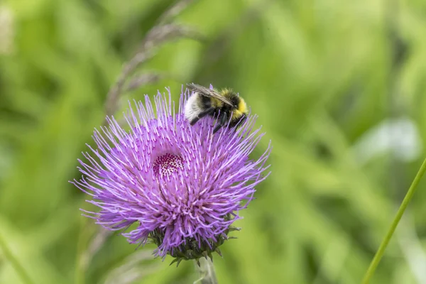 Gimsoy, Lofoten yakınlarındaki Crisium Vulgare çiçekli arı, — Stok fotoğraf