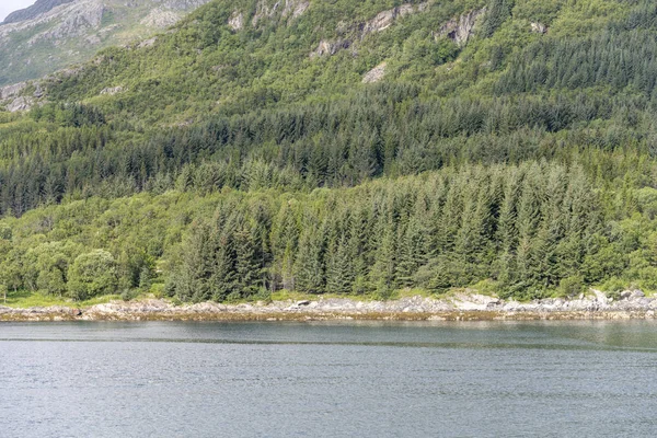 Jedlové dřevo na břehu a fjordová voda zářící, v blízkosti Nesny, Stigfjord — Stock fotografie