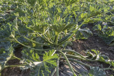kabak yetiştiriciliği tarlada, Tarım Vadisi, İtalya