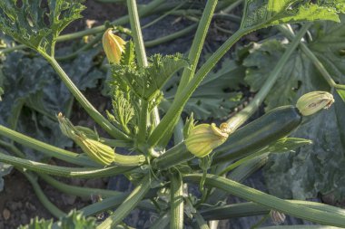 kabak çiçekleri tarlada, Agri Vadisi, İtalya