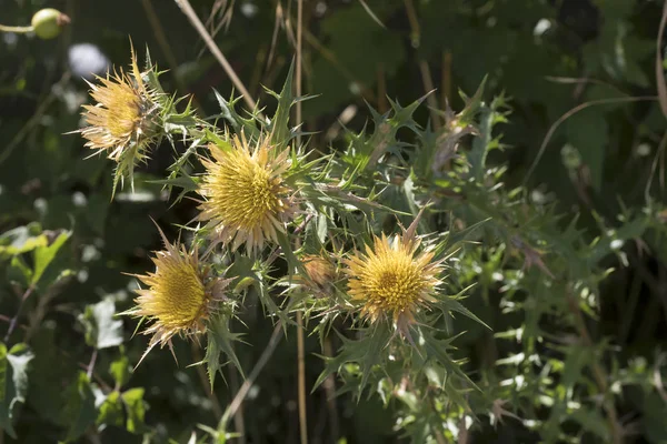 Yellow cardoon flowers, Italy — Stock Photo, Image