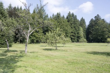 Ormandaki meyve ağaçları yaz ormanlarının arasında. Kara Orman, Almanya