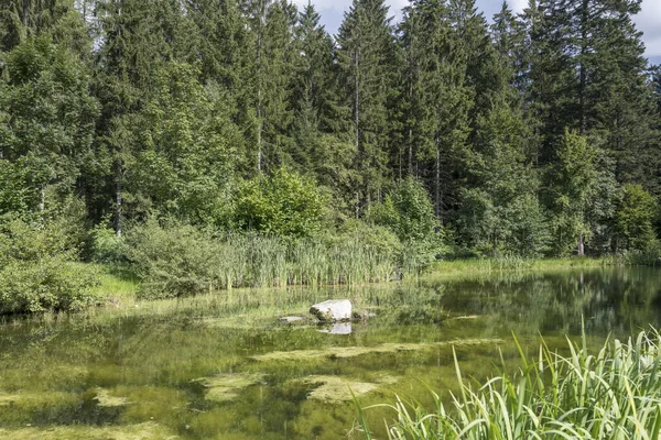 Das grüne Wasser eines kleinen Sees inmitten sommerlicher Tannenwälder. Schwarzwald, Deutschland — Stockfoto