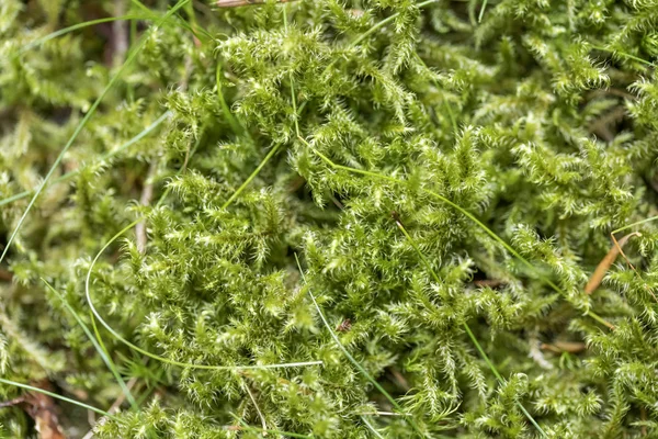 Primo piano di sottobosco verde nei boschi estivi. Foresta Nera, Germania — Foto Stock