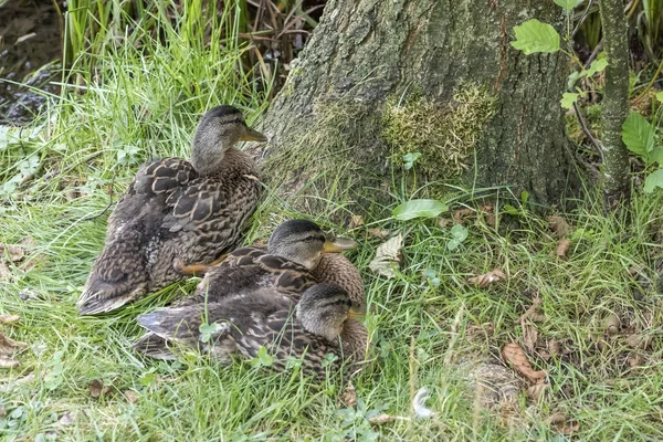 Família de pato em florestas de verão. Floresta Negra, Alemanha — Fotografia de Stock