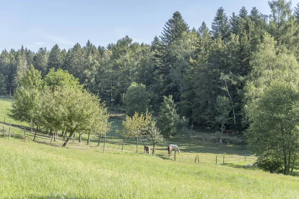 Chevaux dans la clairière parmi les bois de sapin d'été. Forêt Noire, Allemagne — Photo
