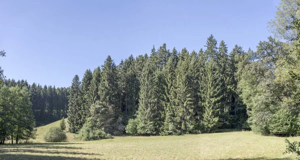 Forêt de sapins et de clairières, près de Betzweiler, Forêt-Noire, Allemagne — Photo