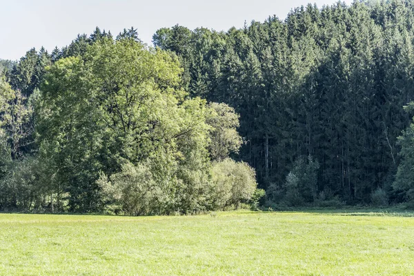 Glänta, stora träd och gran skog, nära Betzweiler, Schwarzwald, Tyskland — Stockfoto
