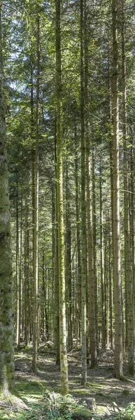 Miríada de troncos de abeto alto en bosques de verano, Selva Negra, Alemania —  Fotos de Stock