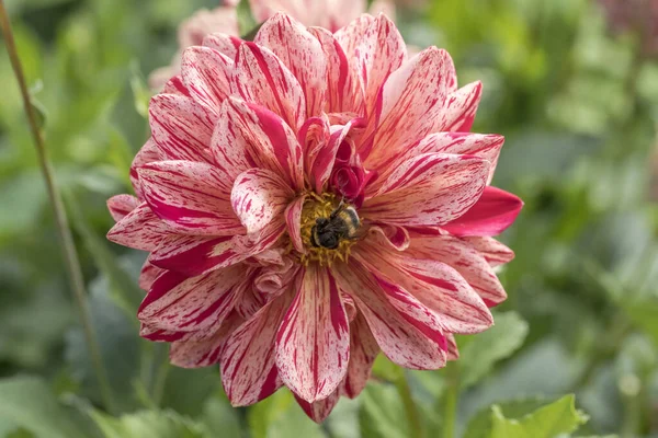 Bee on blossoming dappled white and red dahlia, Stuttgart — 스톡 사진