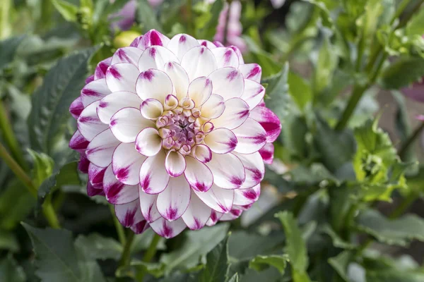 Blossoming white and violet dahlia, Stuttgart — 스톡 사진